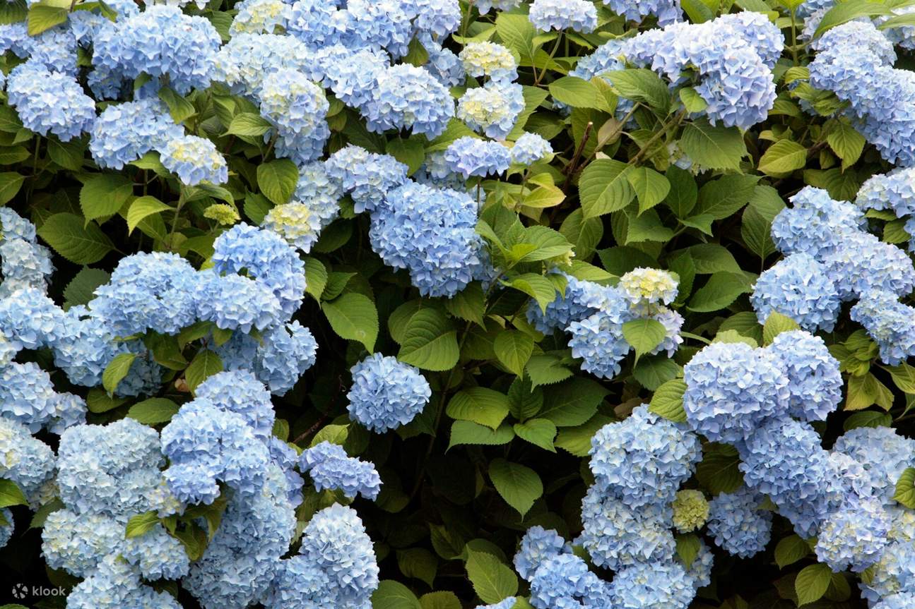 [Spring Season] Hydrangea Festival + Tongyeong Tour from Busan - Klook